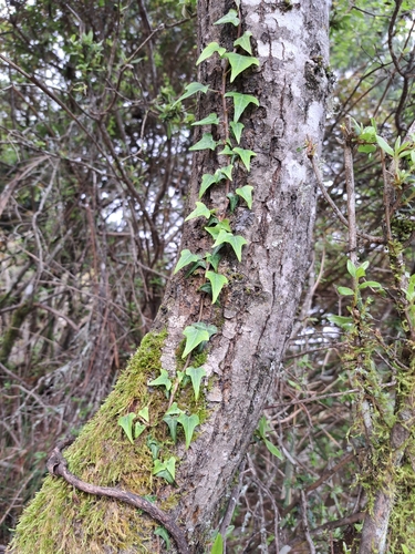 Image of Hedera rhombea by (c) vrxz, some rights reserved (CC BY-SA)