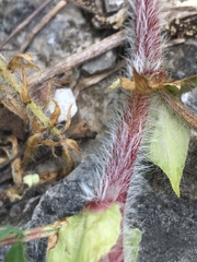 Astragalus tennesseensis