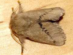 Anaxidia lactea