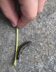 Anoplodesmus saussurii