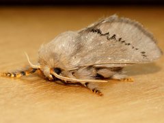Anaxidia lactea
