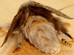 Anaxidia lactea