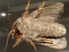 Anaxidia lactea