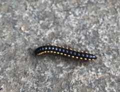 Anoplodesmus saussurii