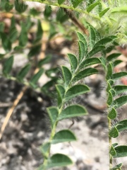 Astragalus tennesseensis