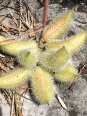 Astragalus tennesseensis