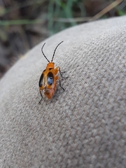 Phyllobrotica sororia