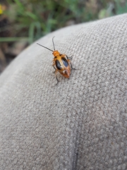 Phyllobrotica sororia