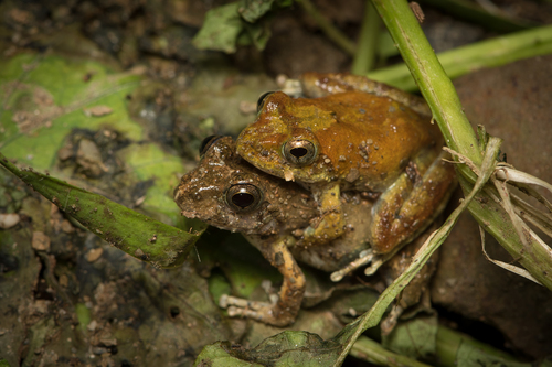 Rhacophoridae