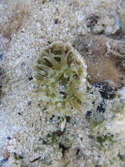 Actinostella flosculifera