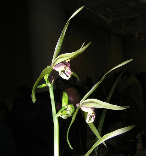 Cold-growing Cymbidium