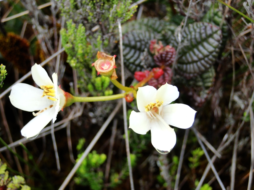 Gravesia marojejyensis