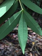 Eurycoma longifolia