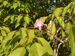 Handroanthus barbatus