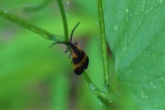 Calopteron discrepans