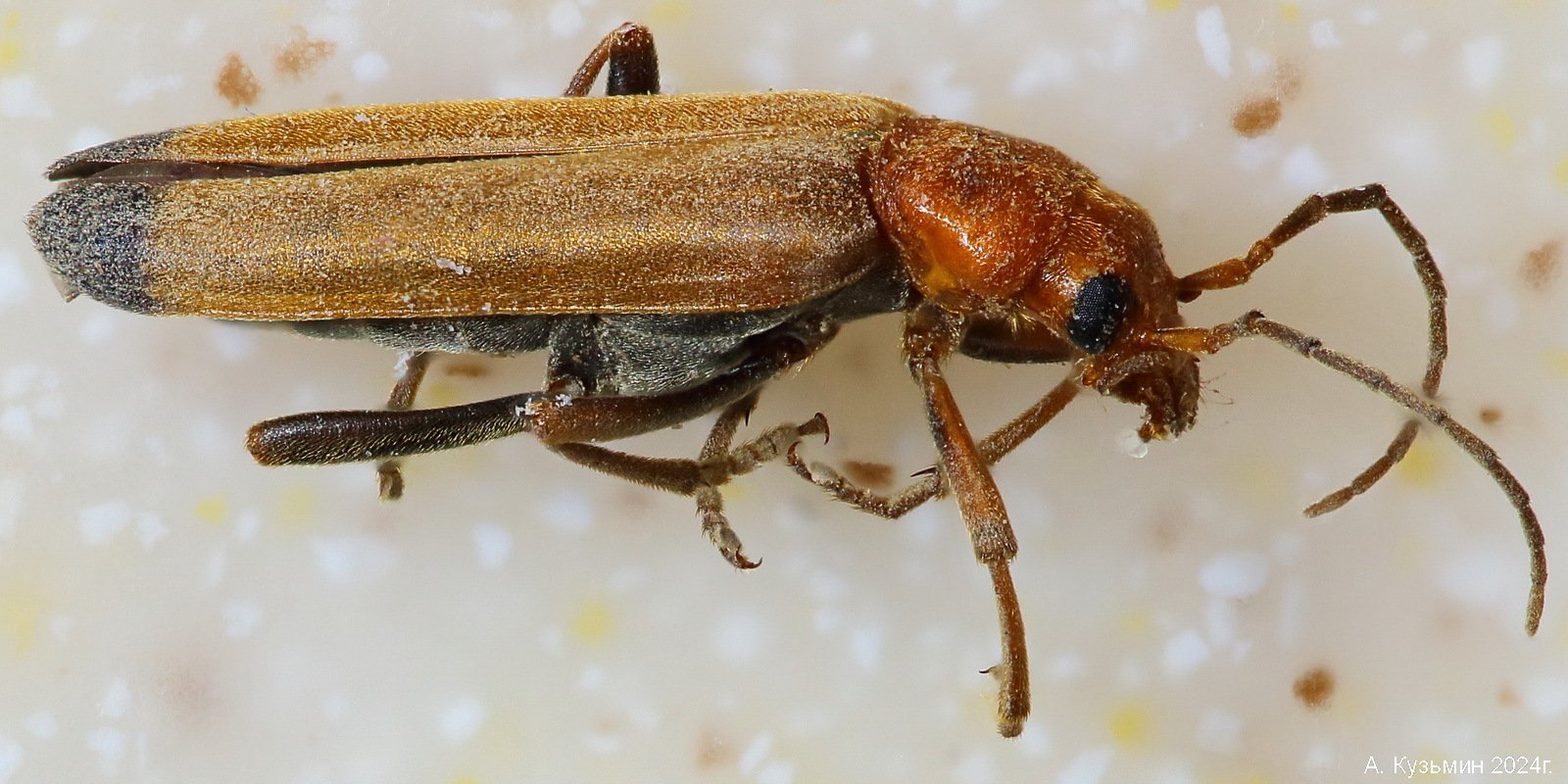 Жук Свайный (Nacerdes melanura)