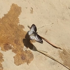 Graphium ramaceus pendleburyi