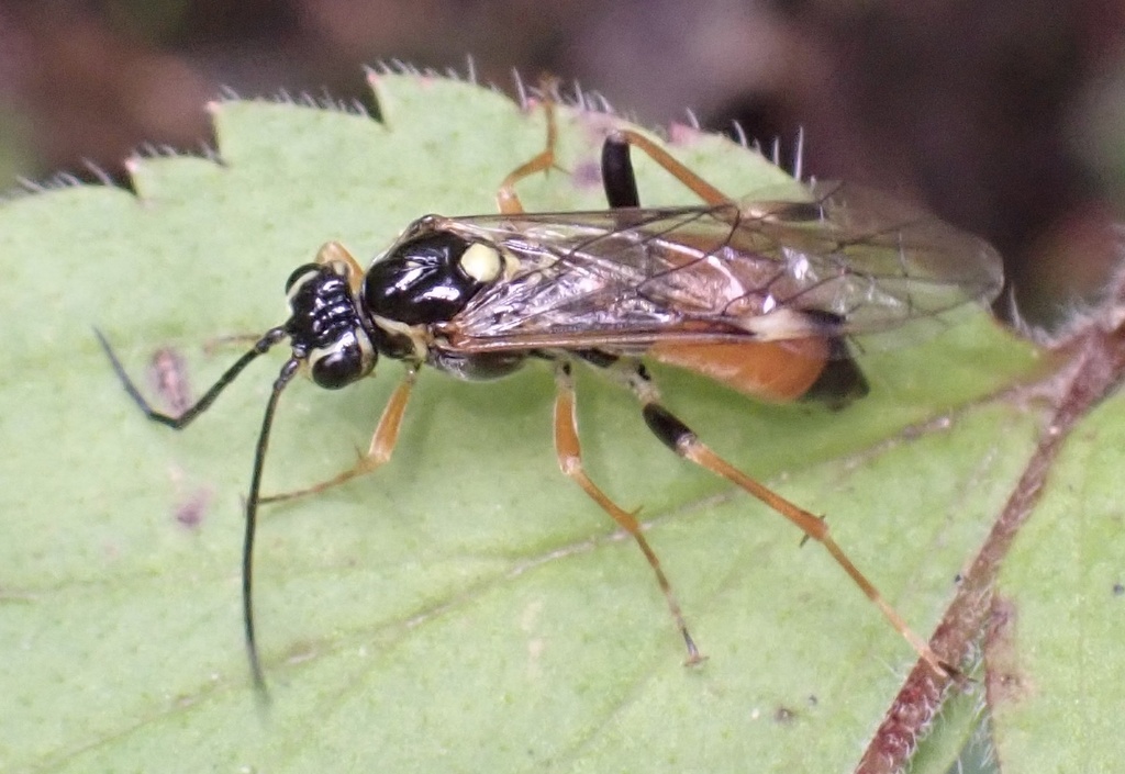 Shielded Sawfly