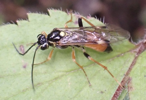Shielded Sawfly