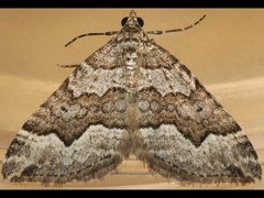 Chrysolarentia cryeropa