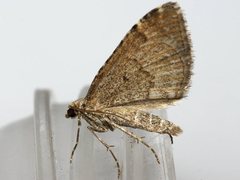 Chrysolarentia cryeropa