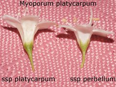 Myoporum platycarpum