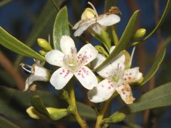 Myoporum platycarpum