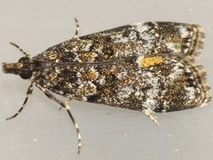 Eudonia protorthra