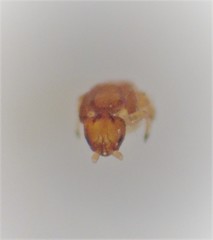 Eupristina verticillata