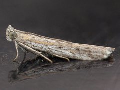 Meyrickiella homosema