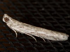 Meyrickiella homosema