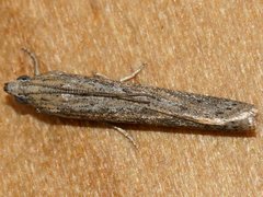 Meyrickiella homosema