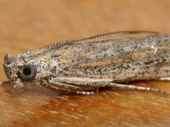 Meyrickiella homosema