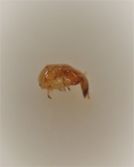 Eupristina verticillata