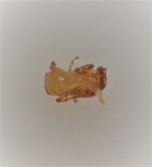 Eupristina verticillata