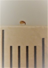 Eupristina verticillata