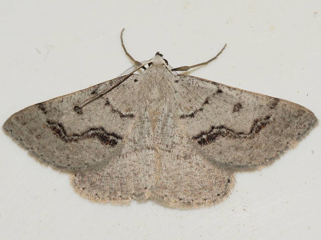 Nearcha aridaria