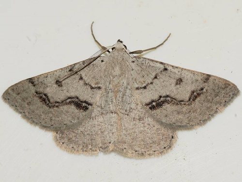 Nearcha aridaria