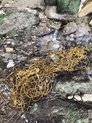 Laminariaceae