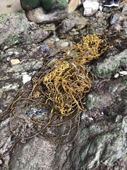 Laminariaceae
