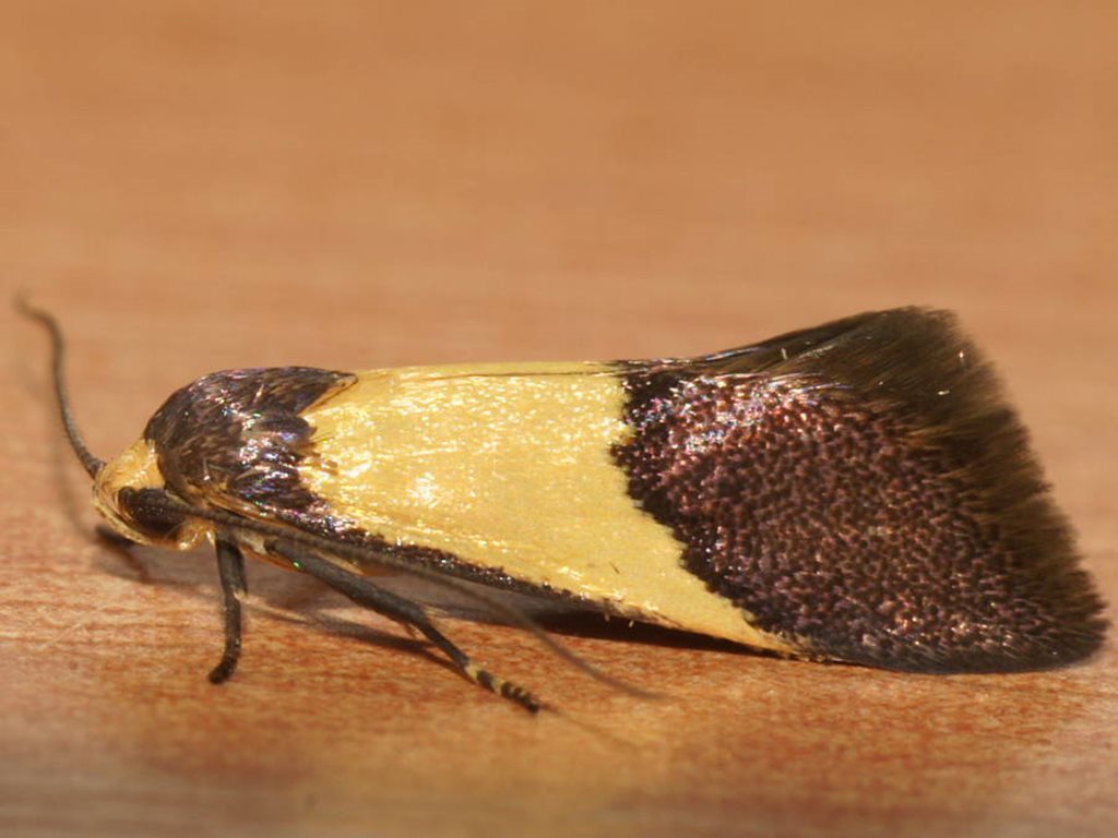 Hemibela hemicalypta