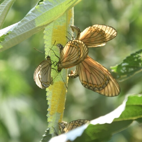 Acraea issoria
