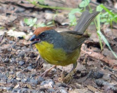Atlapetes pileatus