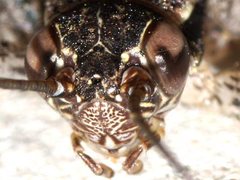 Eurepa marginipennis