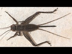 Eurepa marginipennis