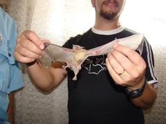Noctilio albiventris