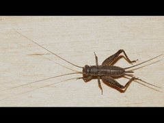 Eurepa marginipennis