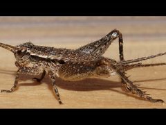 Eurepa marginipennis