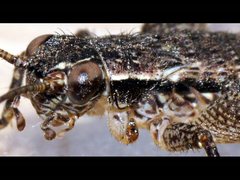 Eurepa marginipennis