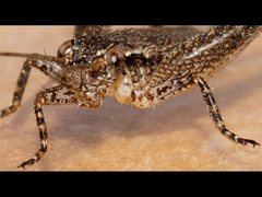 Eurepa marginipennis